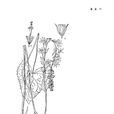 黃亮橐吾 黃亮橐吾