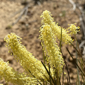 Grevillea didymobotrya