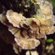 褶囊附毛菌 褶囊附毛菌
