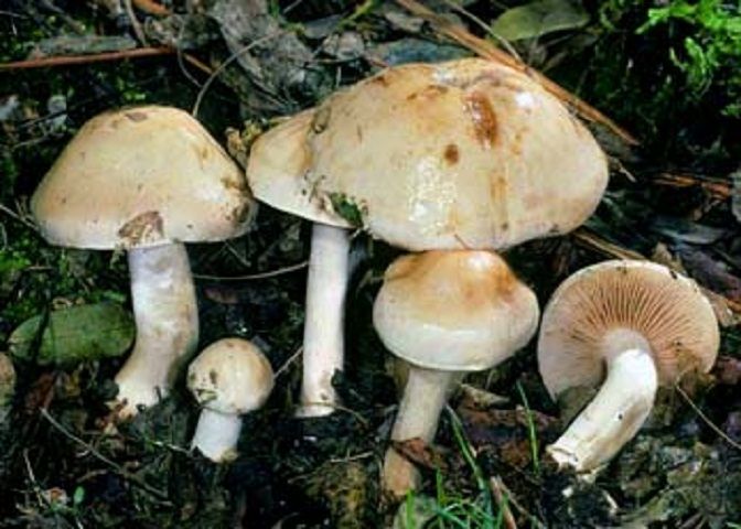 毒滑銹傘 毒滑銹傘
