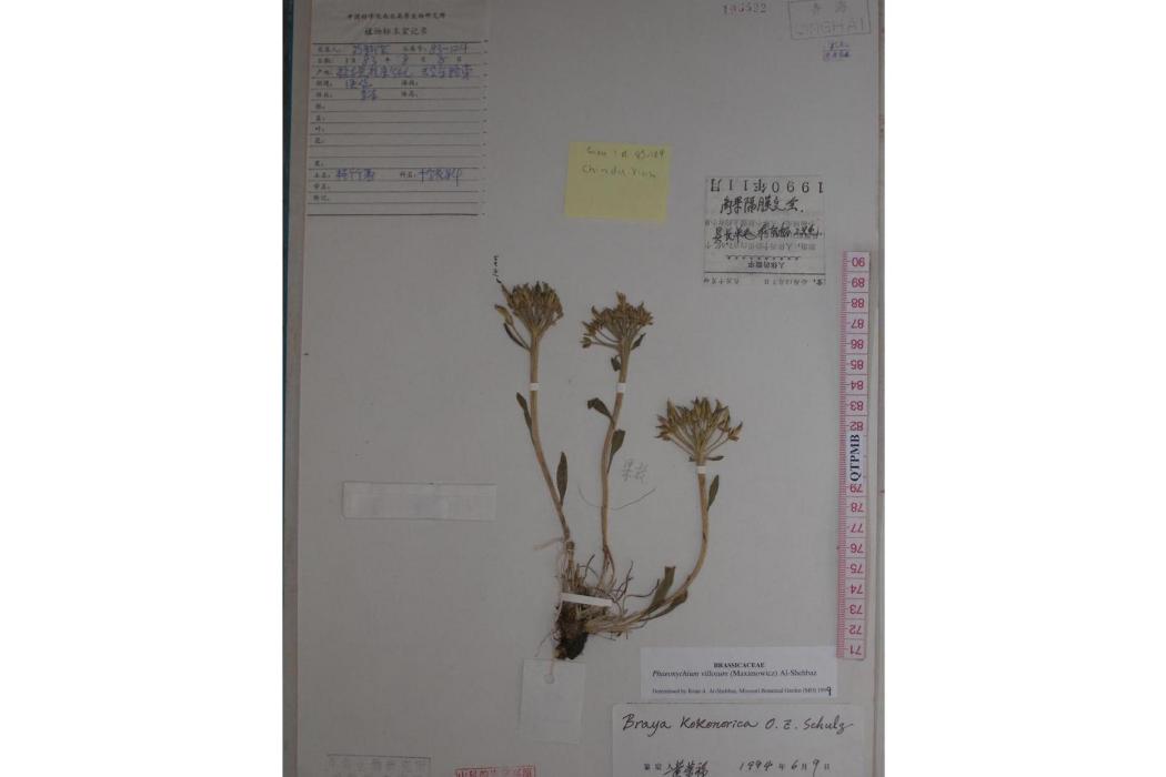 柔毛藏芥 柔毛藏芥
