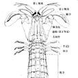 熱帶蝦蛄 熱帶蝦蛄