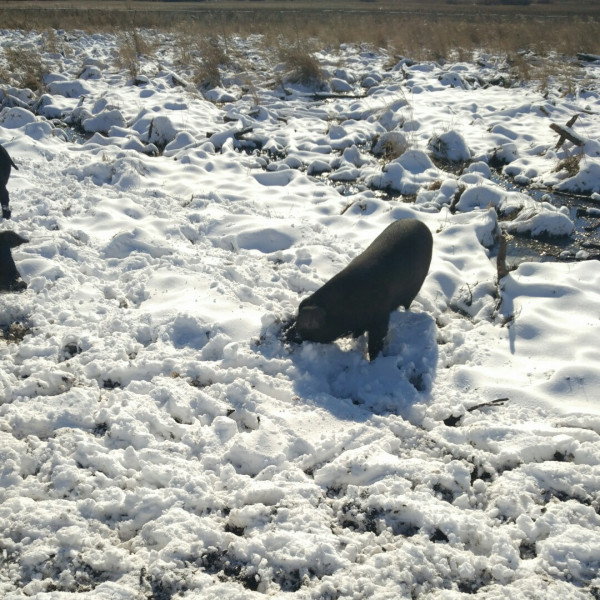 安嶺雪豬 安嶺雪豬