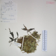 羽脈冷水花 羽脈冷水花