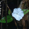 滇南山牽牛 滇南山牽牛