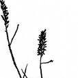 鐮稃草(鐮浮草) 鐮稃草(鐮浮草)