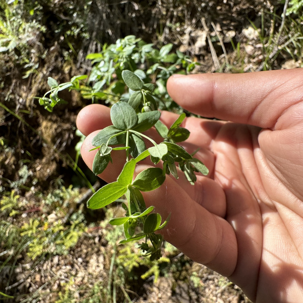 Galium sparsiflorum