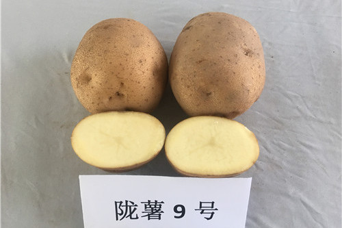 隴薯9號 隴薯9號