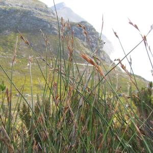 Thamnochortus levynsiae
