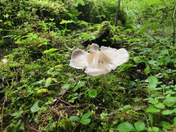 小白蘑菇