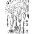假芋 假芋