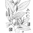 緣毛胡椒 緣毛胡椒
