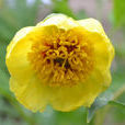 黃牡丹(芍藥屬植物)