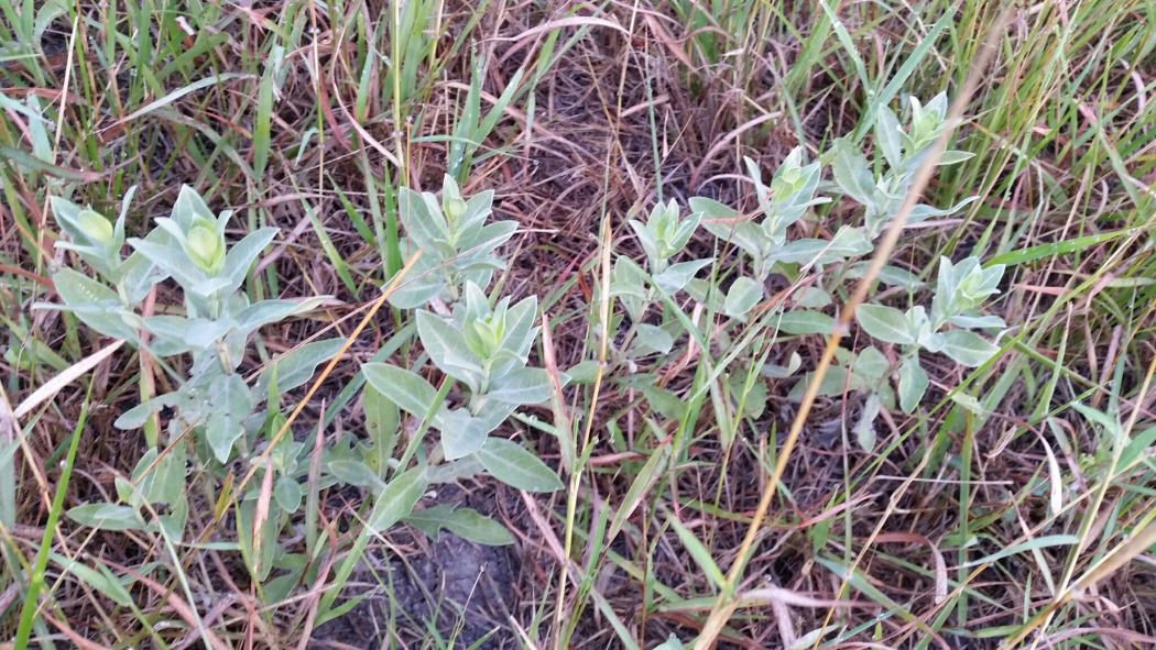 Ambrosia cheiranthifolia Ambrosia cheiranthifolia
