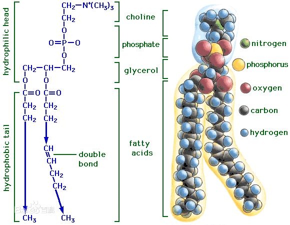 磷脂結構圖2