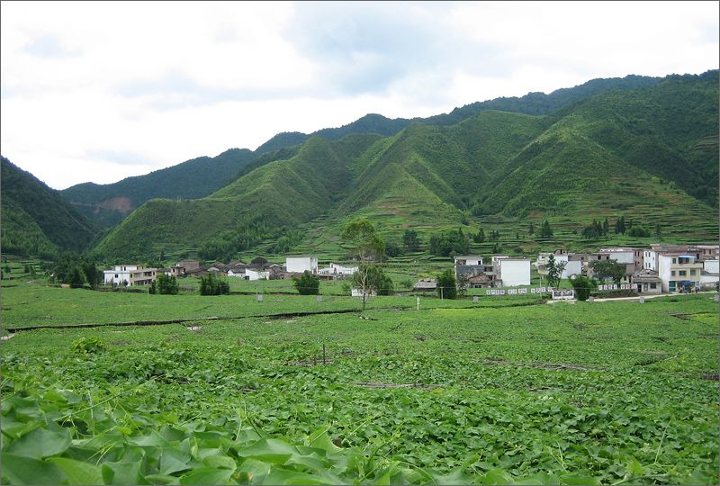 佛手瓜村 佛手瓜村