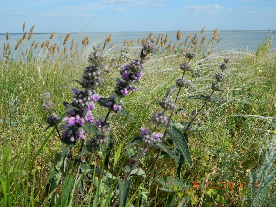 Phlomoides hybrida
