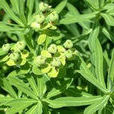 大甲草 大甲草