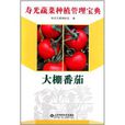 大棚番茄 大棚番茄