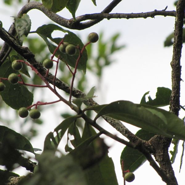 Tapeinosperma robustum