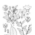 腋花瑞香 腋花瑞香
