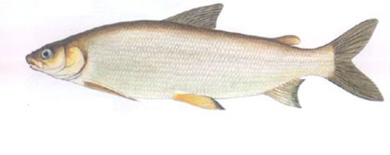 烏蘇里白鮭