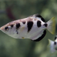 小鱗射水魚 小鱗射水魚