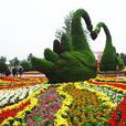 鄢陵花卉 鄢陵花卉
