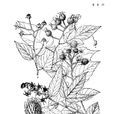 黎川懸鉤子 黎川懸鉤子
