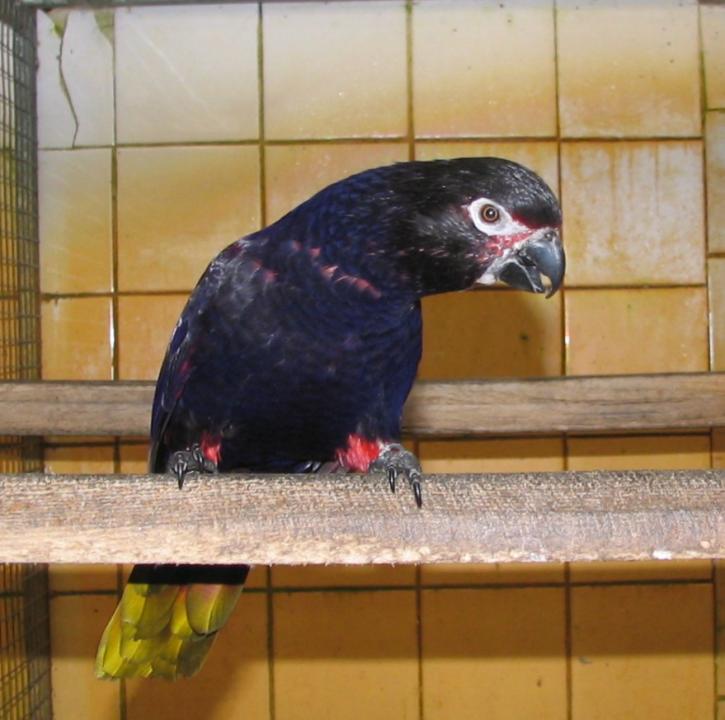 非洲黑鸚鵡葛摩亞種