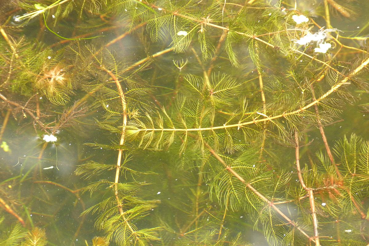 穗狀狐尾藻