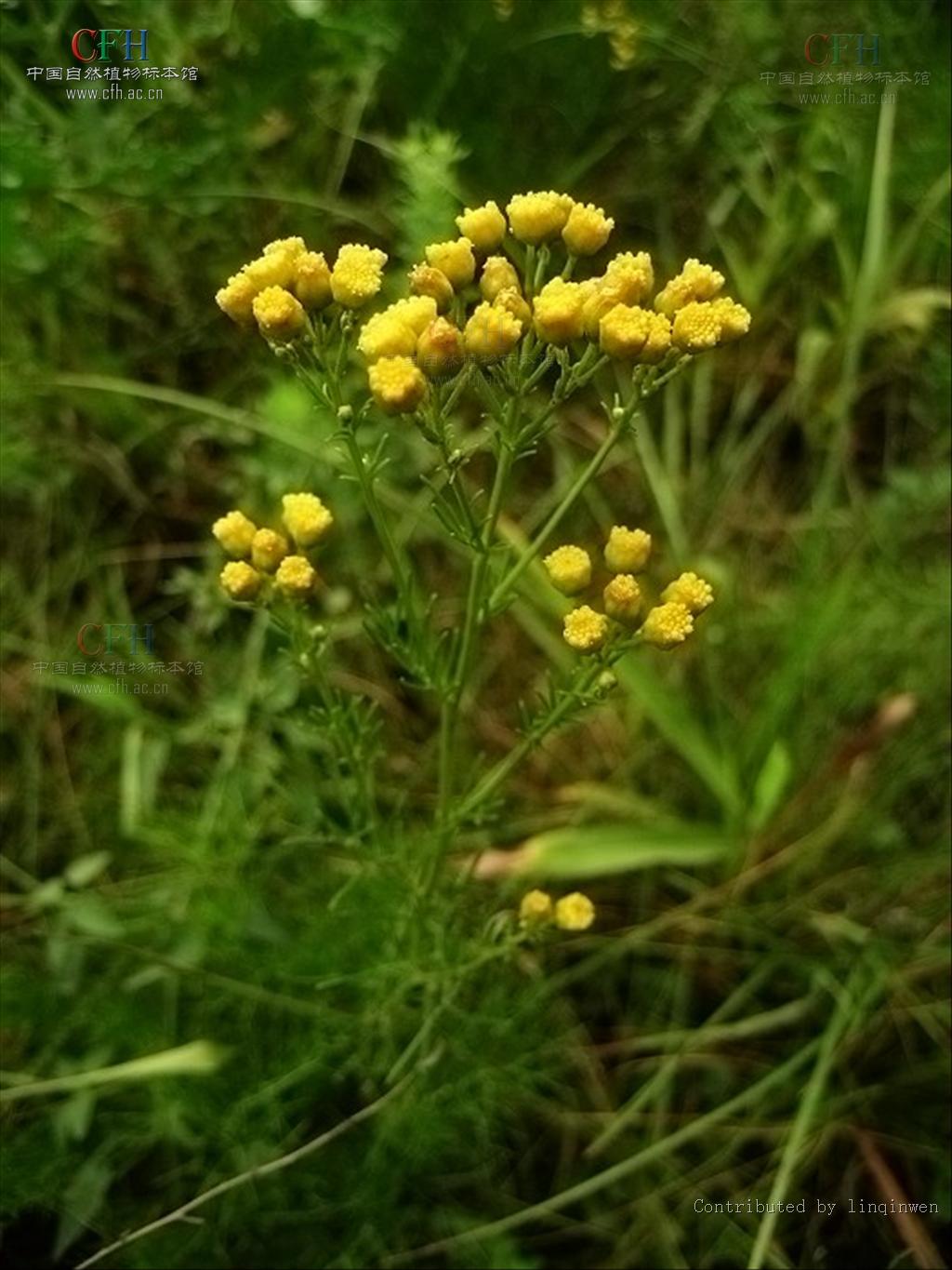 線葉菊