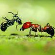 懶螞蟻效應