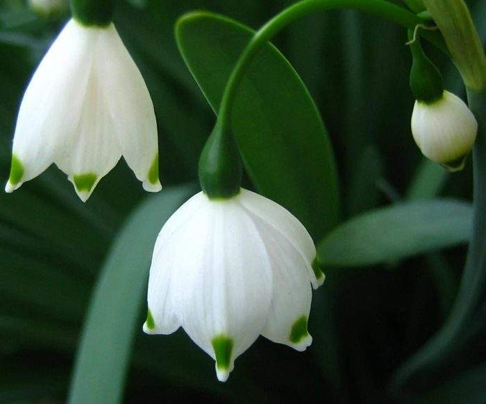 白鈴蘭(百合科植物) 白鈴蘭(百合科植物)