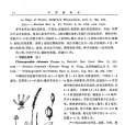 中國白絲草 中國白絲草