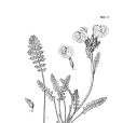環喙馬先蒿 環喙馬先蒿