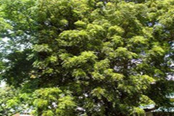 Aglaia edulis Aglaia edulis
