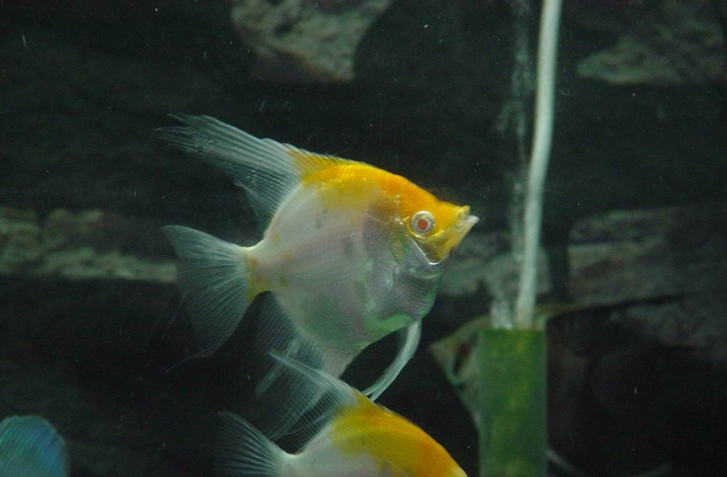 黃金條魚