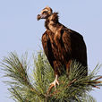 禿鷲(鳥綱禿鷲屬動物)