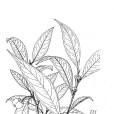 丹寨禿茶 丹寨禿茶