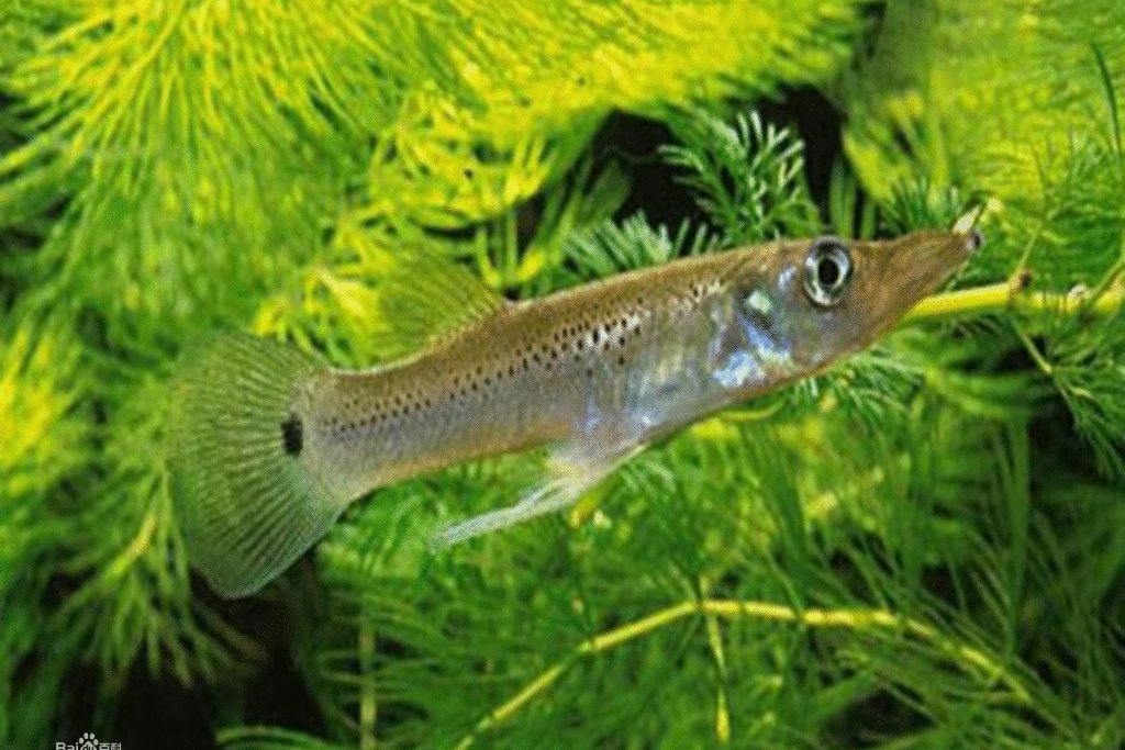 洋尖魚