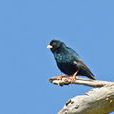 雙斑維達鳥 雙斑維達鳥