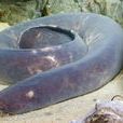 盲鰻魚 盲鰻魚