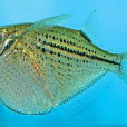 銀斧魚(銀燕子) 銀斧魚(銀燕子)