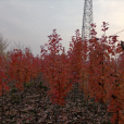 紅冠紅楓 紅冠紅楓