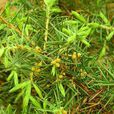 杜松(柏目柏科植物)