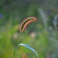 紫狗尾草 紫狗尾草