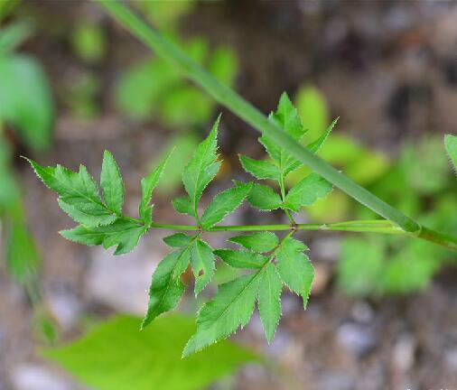 綠花山芹 綠花山芹