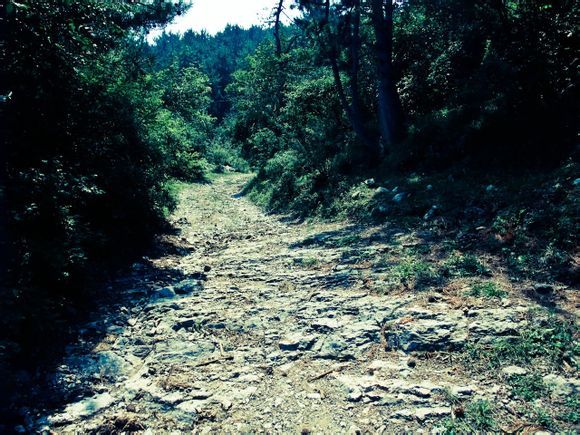 向陽古道 向陽古道