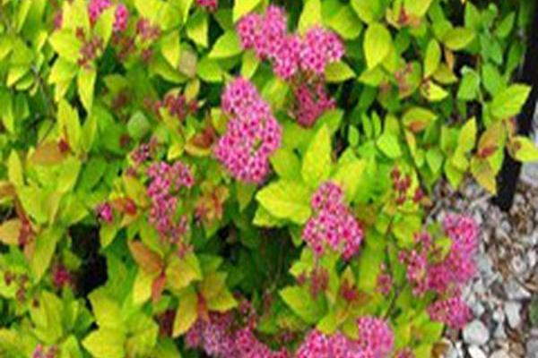 Spiraea japonica \x27Walbuma\x27 MAGIC CARPET